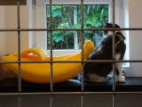 Au Chat Perché