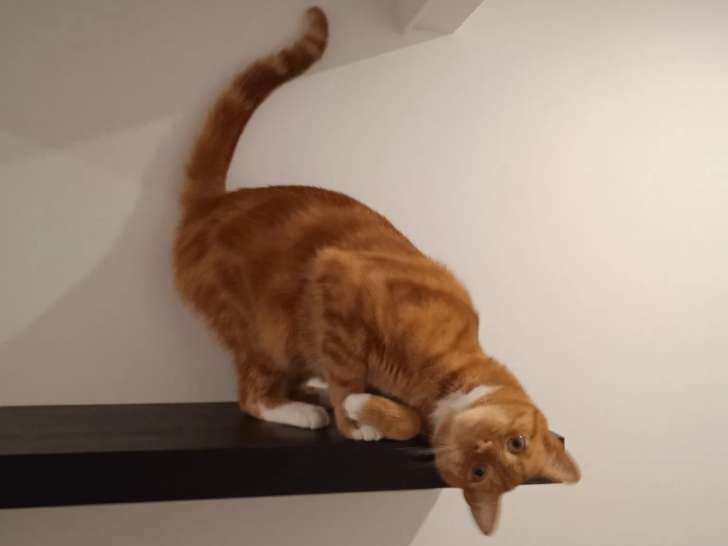 Au Chat Perché