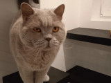 Au Chat Perché