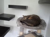 Au Chat Perché