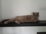 Au Chat Perché