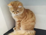 Au Chat Perché