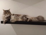 Au Chat Perché