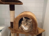 Au Chat Perché