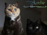 Chatterie d'Aerlin