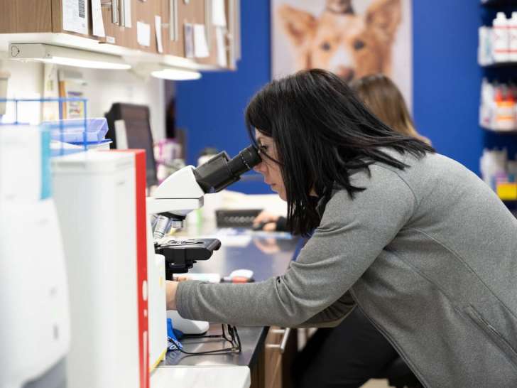 Clinique vétérinaire Piedmont