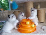 Bébés Ragdoll