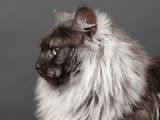 CH. Jasper hale de divine cat