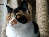Little Dream's chatterie