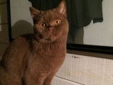 Little Dream's chatterie