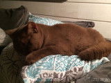 Little Dream's chatterie