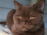 Little Dream's chatterie