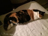 Little Dream's chatterie