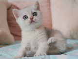 Nekobaa