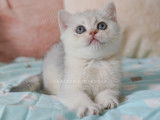Nekobaa