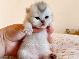 Nekobaa