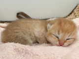 Nekobaa