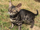 Tiffany'S Bengal