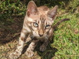 Tiffany'S Bengal