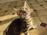 Tiffany'S Bengal