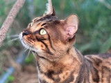 Tiffany'S Bengal