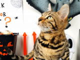 Tiffany'S Bengal