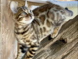 Leocats Bengals