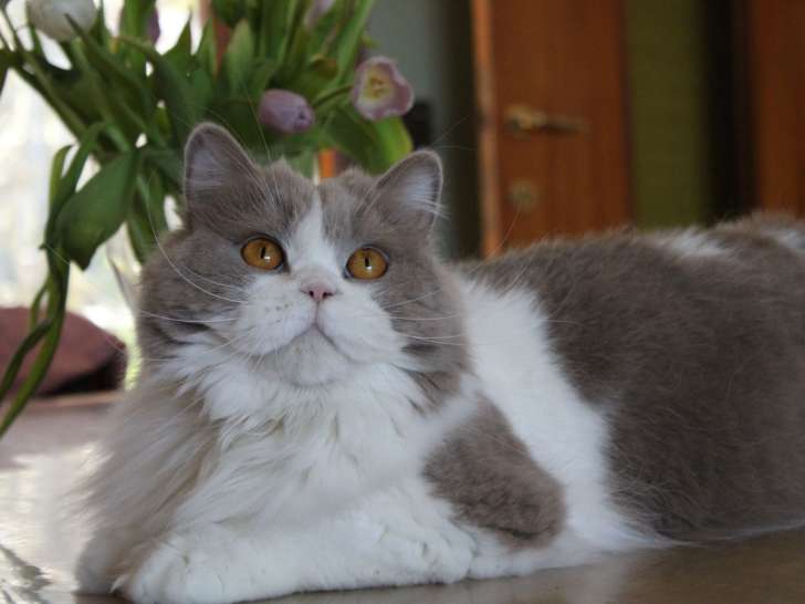 Tefiti of Ginny's Memories British Longhair Lilas et Blanc