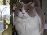 Tefiti of Ginny's Memories British Longhair Lilas et Blanc