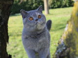 Megan Britgrace British Shorthair Bleue tortie