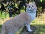 Galicja Forastero British Shorthair crème et blanc