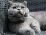 Viking of Ginny's Memories British Shorthair Bleu