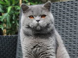 Viking of Ginny's Memories British Shorthair Bleu
