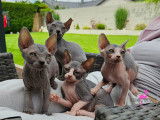 Des amours de sphynx