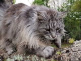 De L'Ame Main Coon