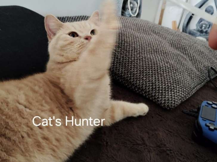 Cat'S Hunter