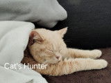 Cat'S Hunter