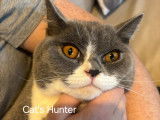 Cat'S Hunter