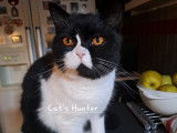 Cat'S Hunter