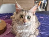 Cat'S Hunter