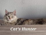 Cat'S Hunter
