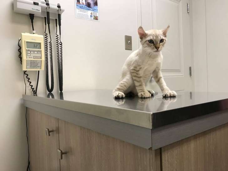 Hôpital vétérinaire des Prairies