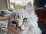 Adopt' un Brit'