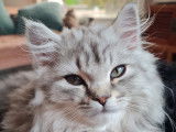 Adopt' un Brit'