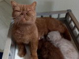 De Domus Cattus