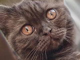 De Domus Cattus