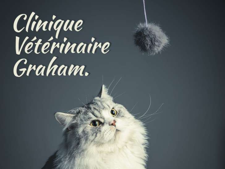 Clinique vétérinaire Graham