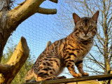 Bengal