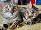 Bengal
