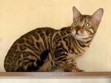 Bengal